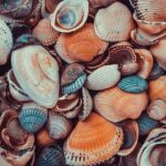 Překlad: mussels  – Anglicko Český Překladač