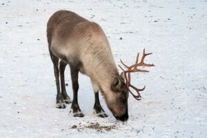 Překlad“ reindeer „